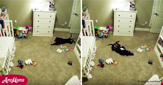 El perro tiene prohibido entrar en la habitación del niño y encuentra una solución ingeniosa