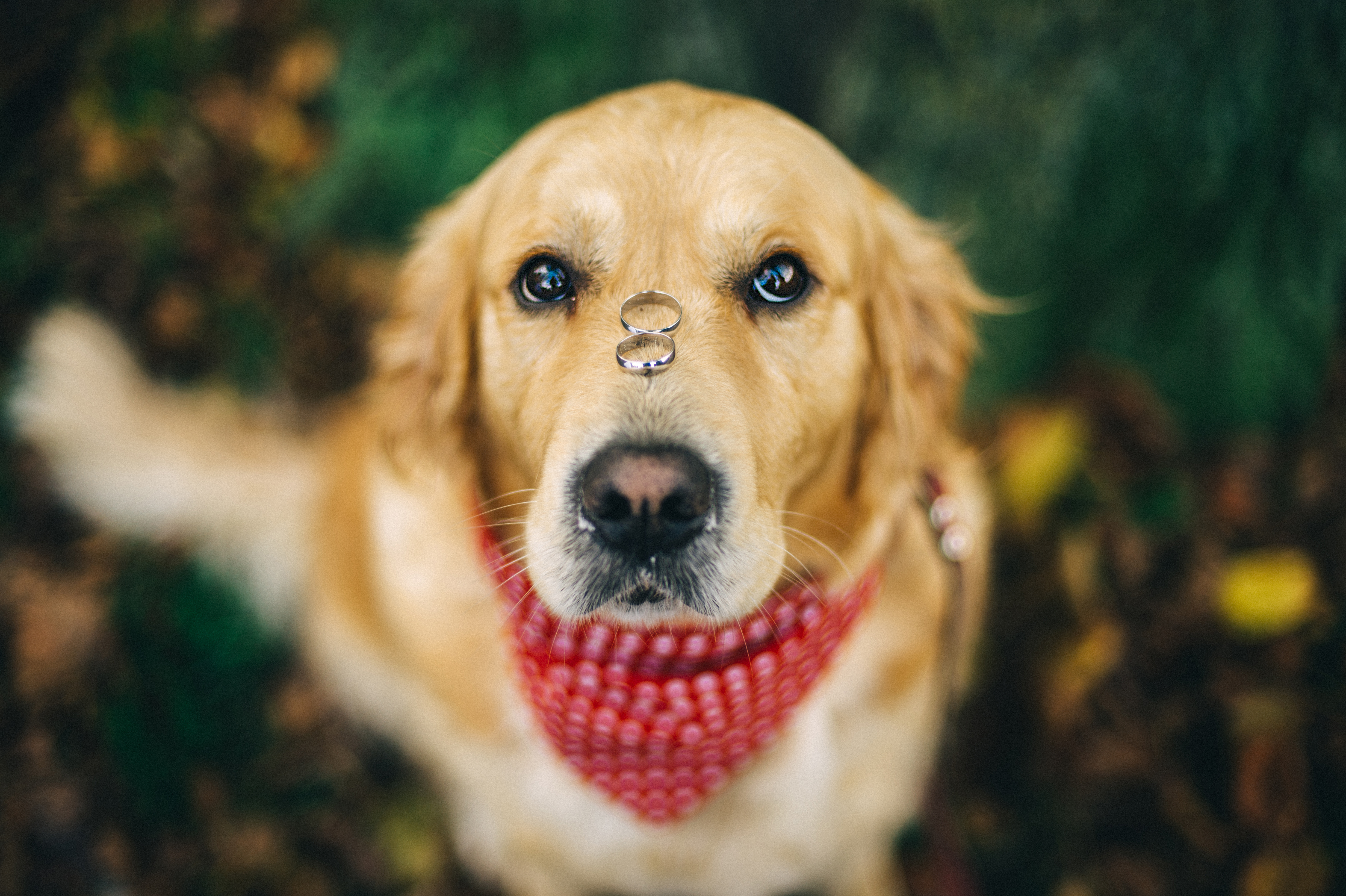 Un perro con dos anillos en la nariz | Foto: Getty Images