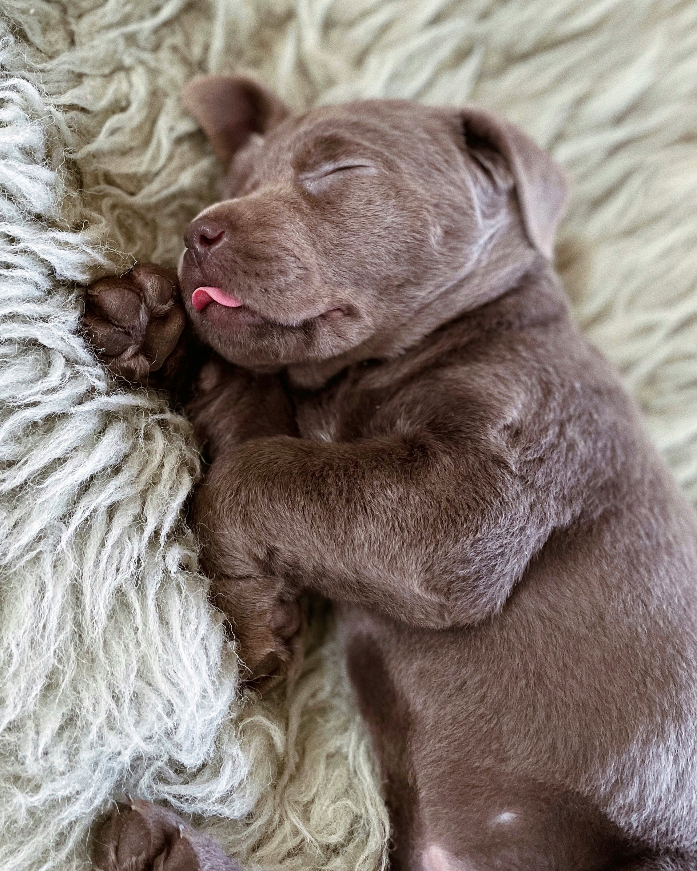 Un pequeño cachorro de Labrador | Fuente: Unsplash