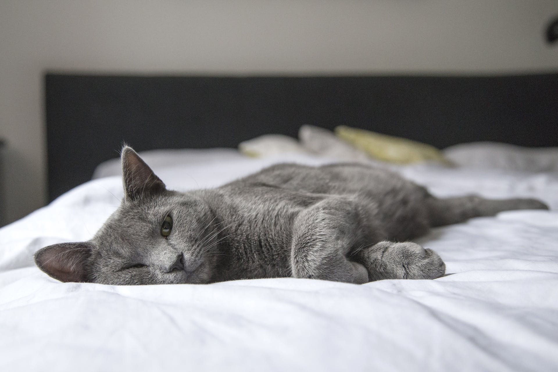 Gato acostado en la cama | Foto: Pexels