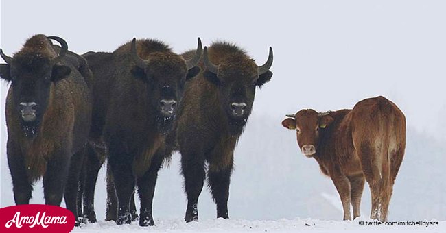 Pequeña vaca aventurera escapó de su hogar para vivir con una manada de bisontes salvajes