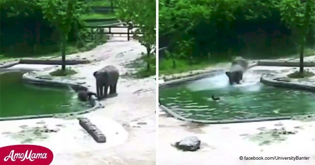 Elefantes desesperados corren a salvar a bebé que se ahogaba tras caer indefenso en piscina