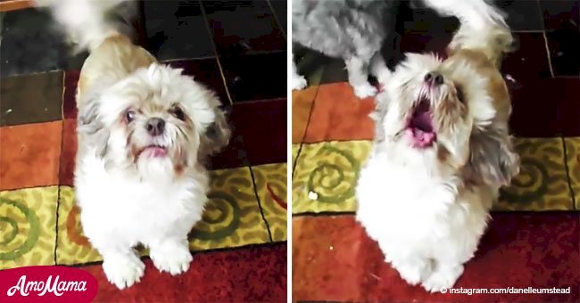 Video hilarante muestra a un perro que grita como humano, en lugar de ladrar