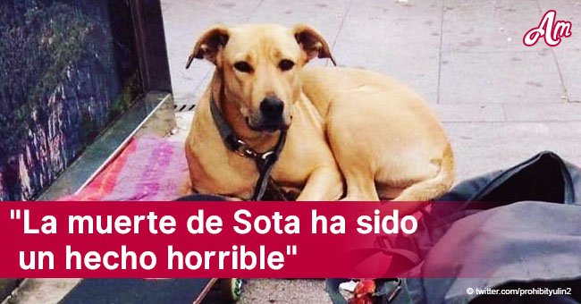 Alcaldesa de Barcelona pide testigos del asesinato de la querida perra, Sota