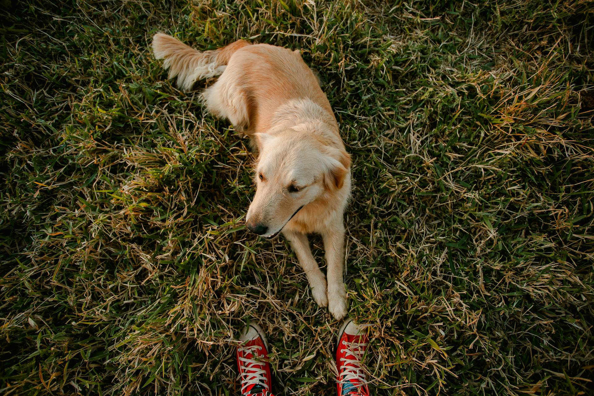 Un perro sentado en un parque | Fuente: Pexels