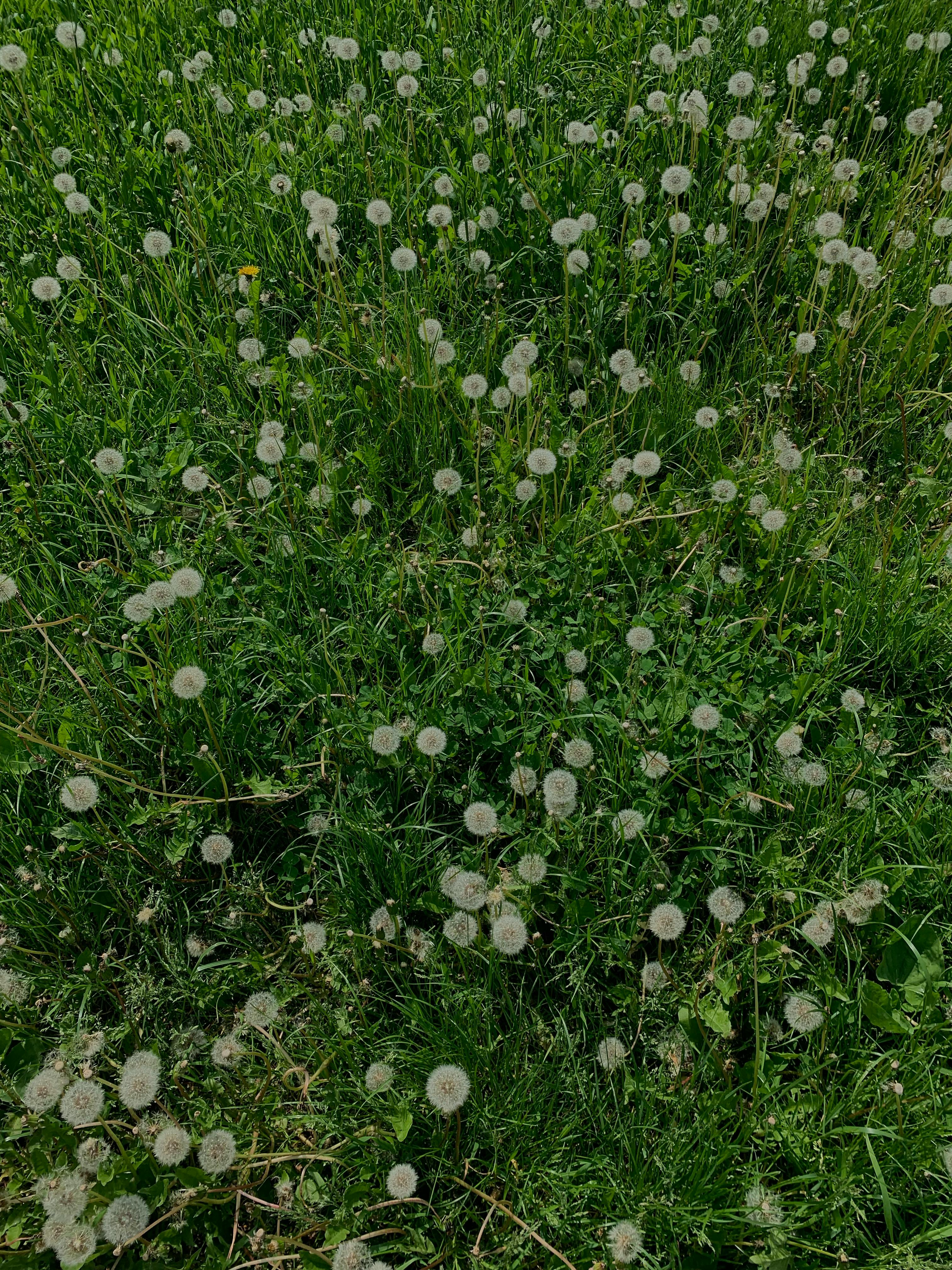 Campo de flores de diente de león | Fuente: Pexels