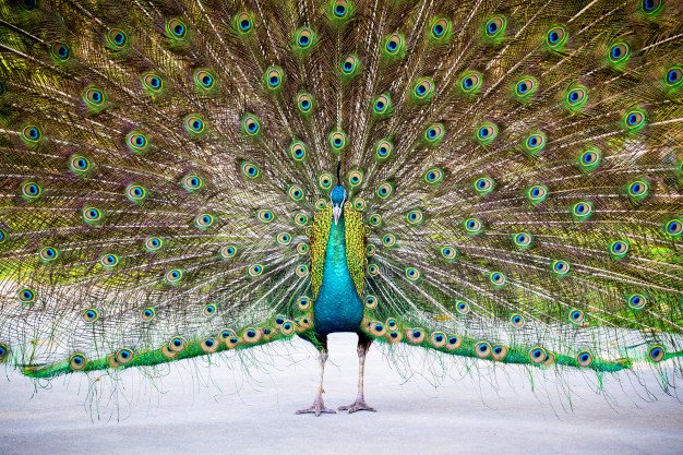 Pavo real. |Imagen: Freepik