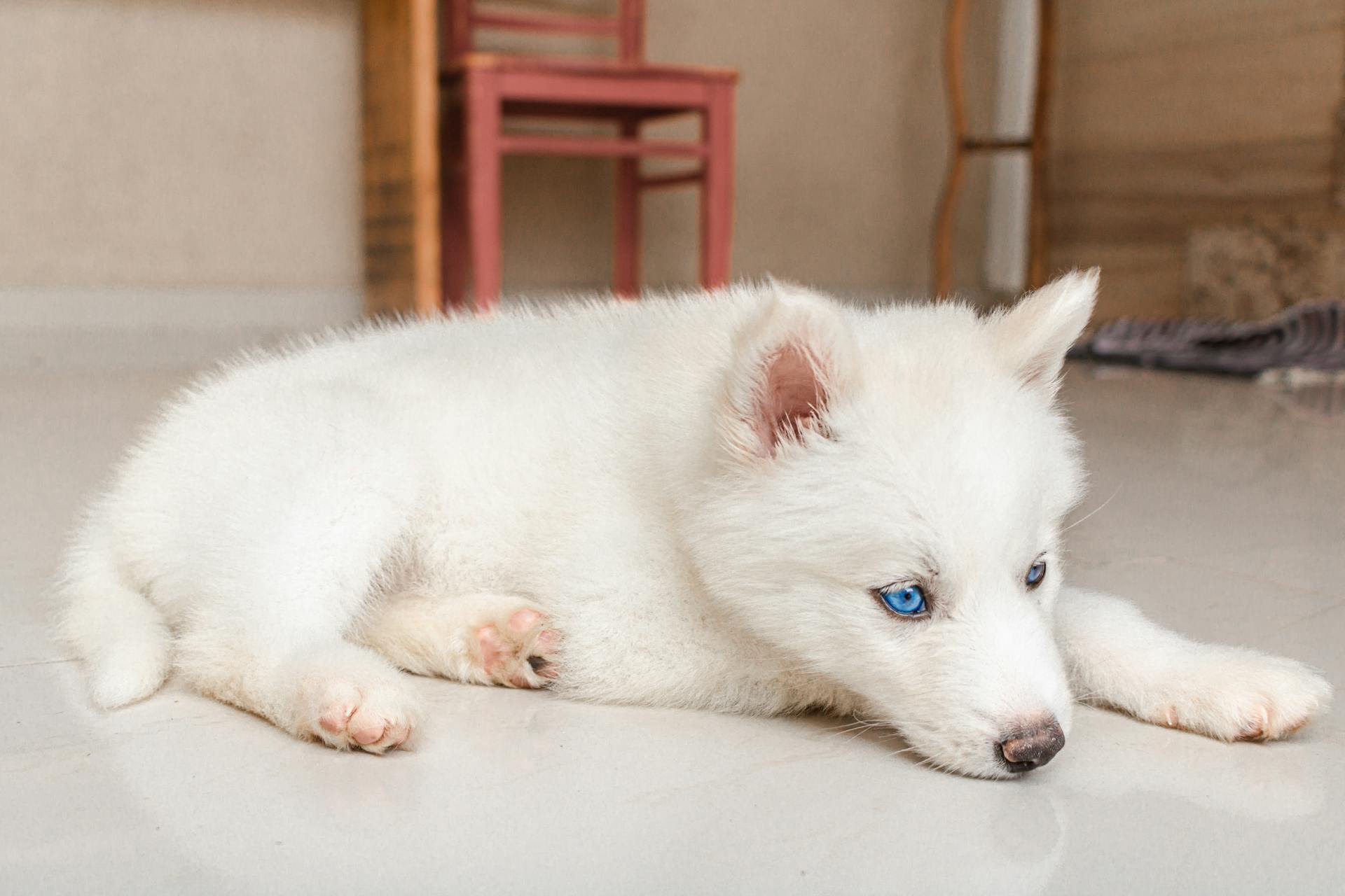 Primer plano de un Husky Siberiano blanco tumbado en el suelo | Fuente: Pexels