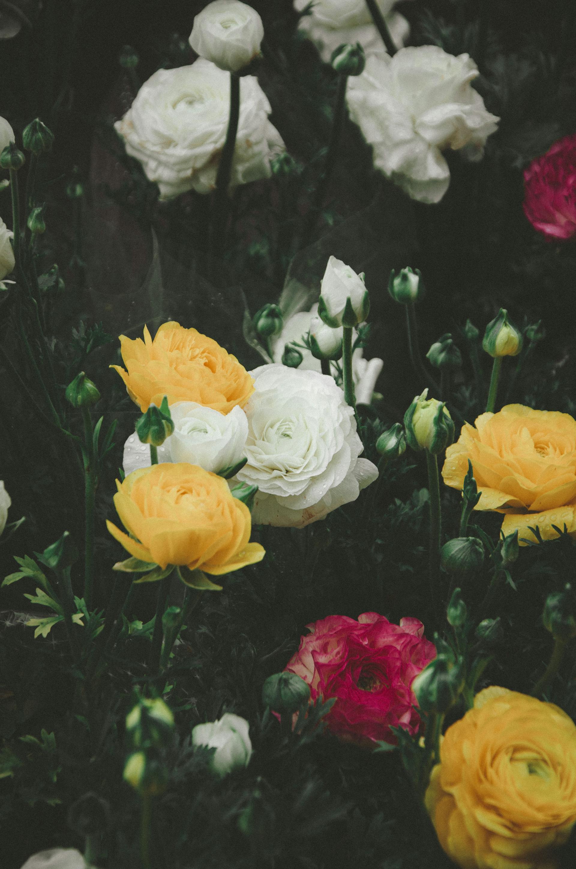 Rosas de colores creciendo en un jardín | Fuente: Pexels