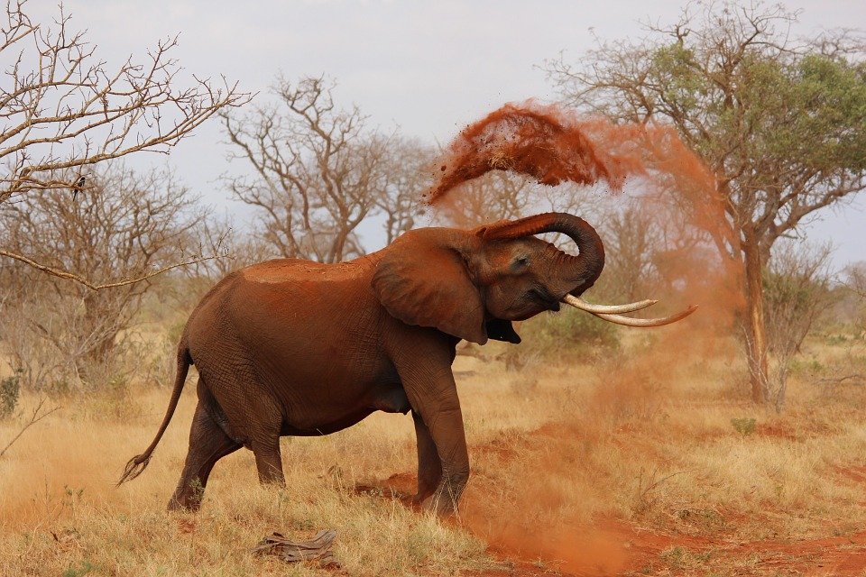 Elefante levanta tierra con su trompa. | Foto: Pixabay