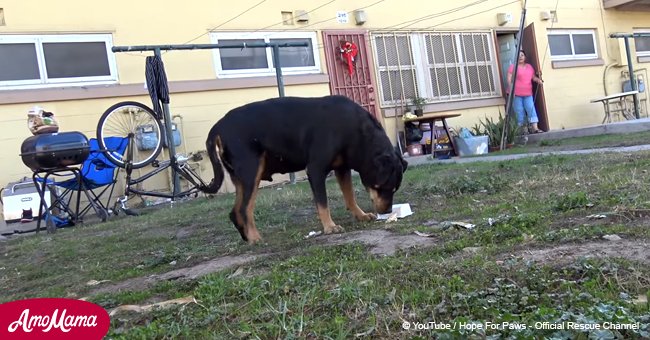 Perro abandonado con tumor fue rescatado de una muerte segura en el último momento