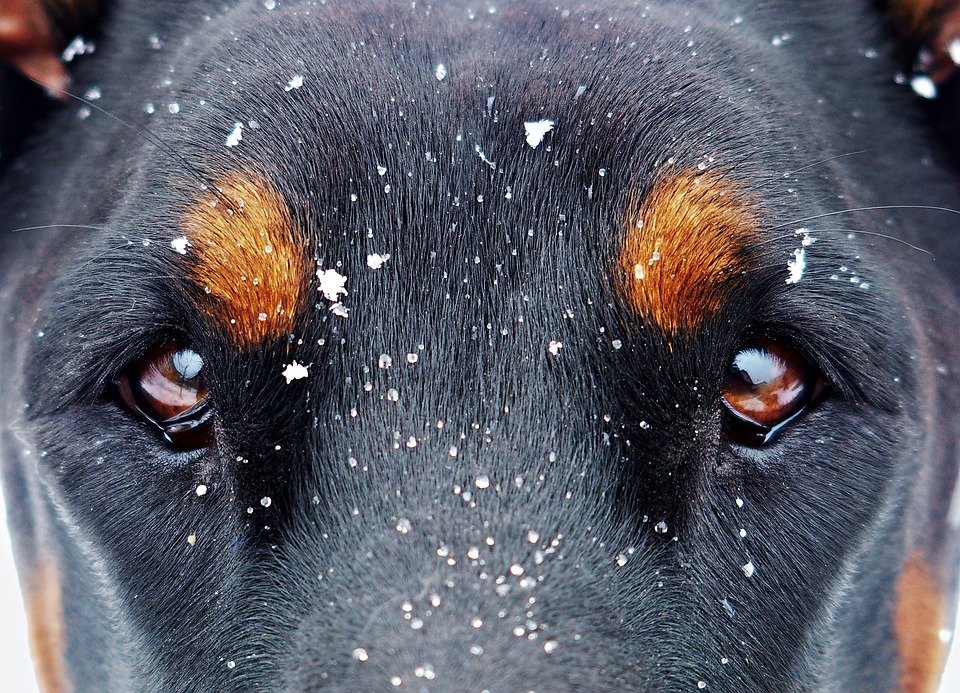 ojos de perro| Foto: Pixabay