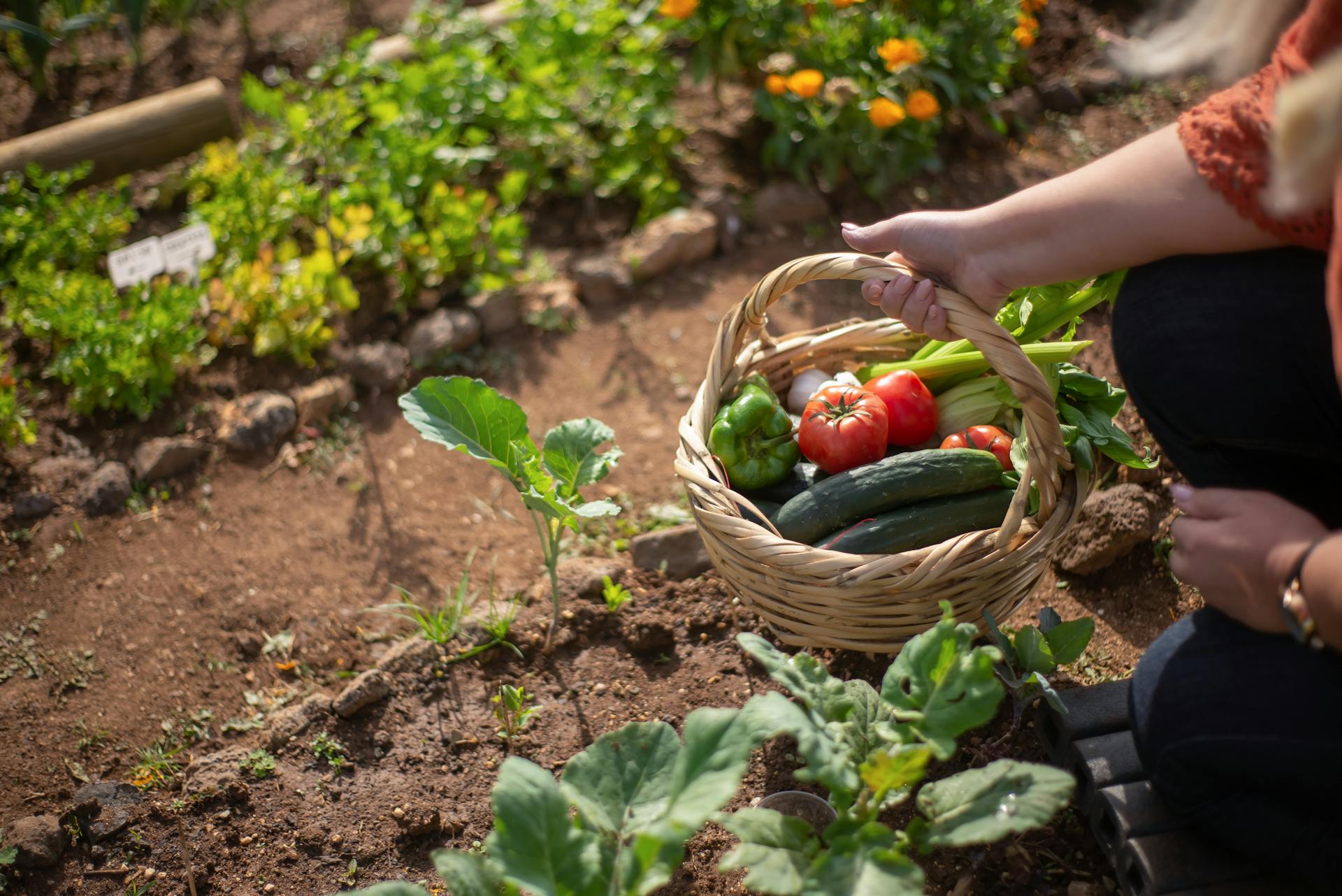 Primer plano de una persona sosteniendo una cesta con productos frescos de la huerta | Fuente: Pexels