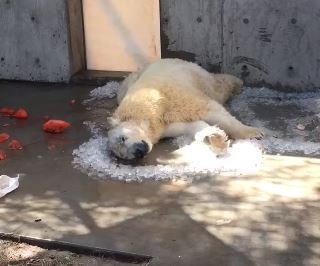 el clip muestra a Nora empujando el hielo con su hocico | Foto: Facebook / Utah's Hogle Zoo