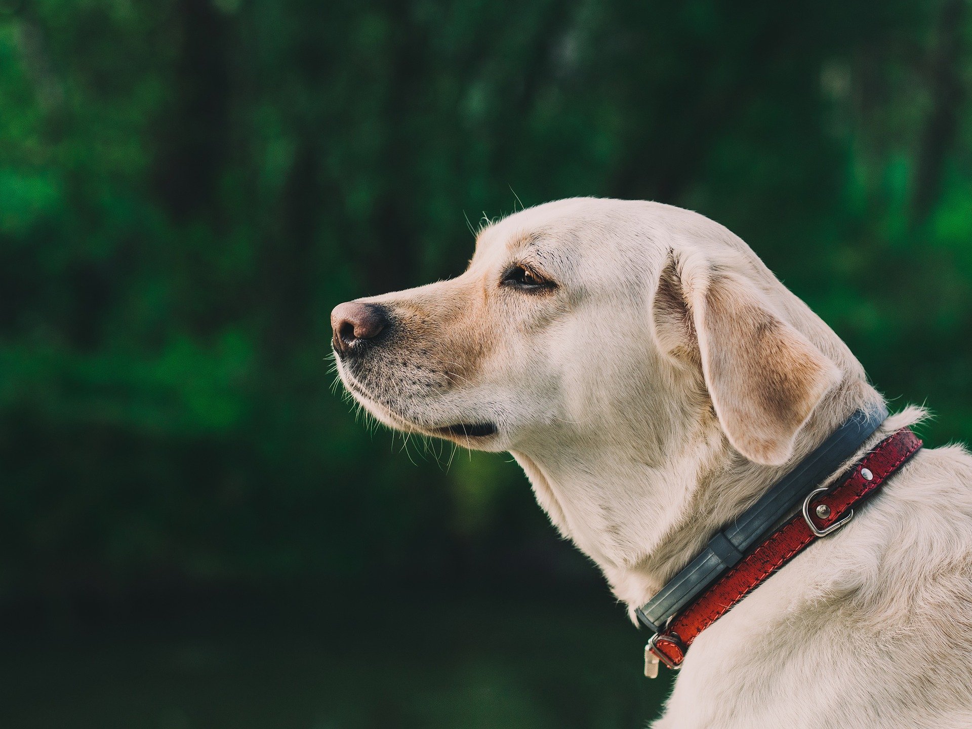 Labrador retriever mirando en la distancia. | Foto: Pixabay