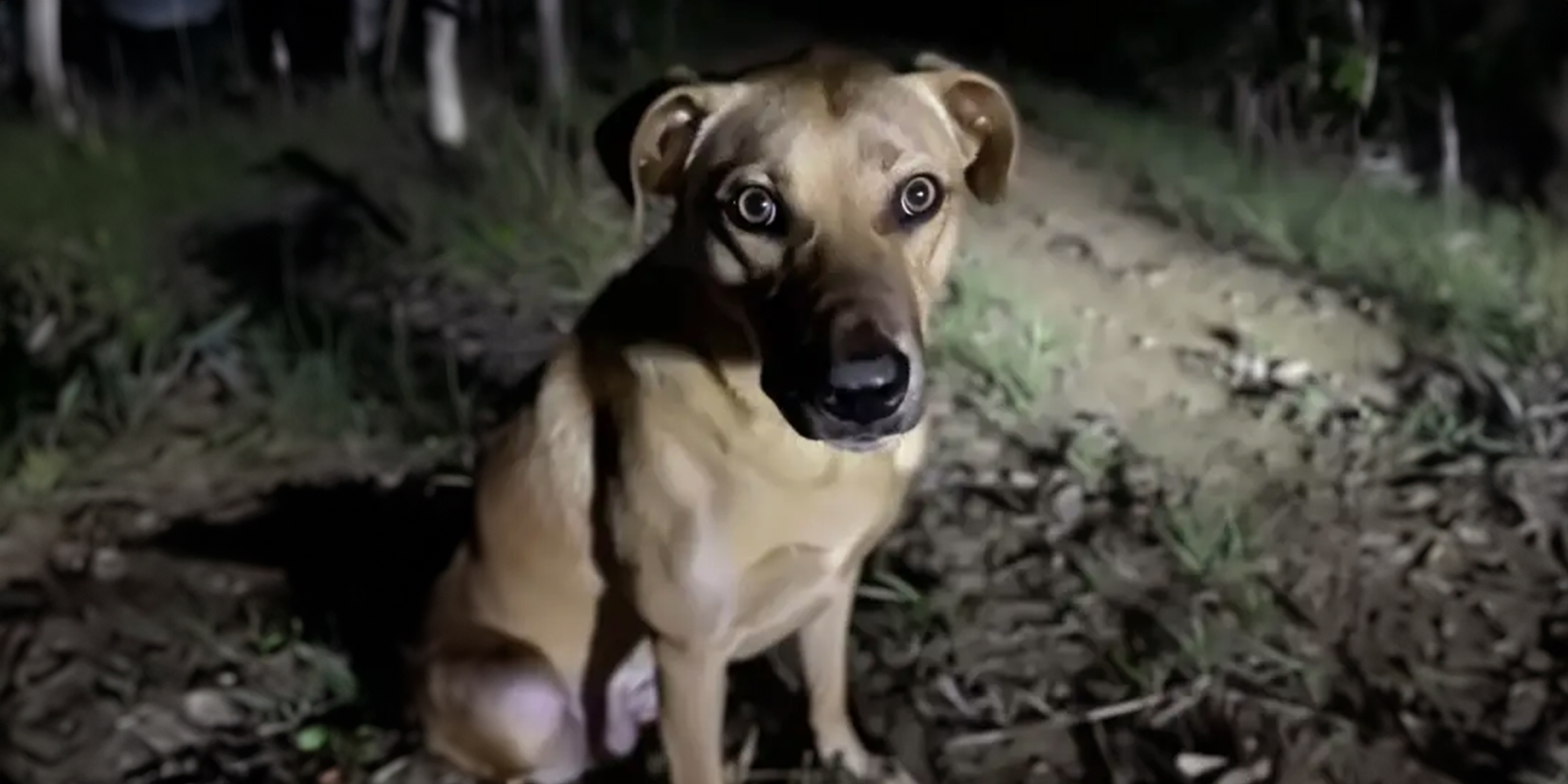 Un perro callejero nervioso en un campamento | Fuente: AmoMama