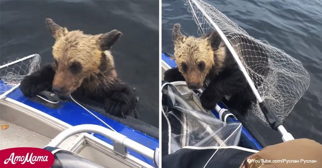 Momento dramático en que cachorro de oso que se estaba ahogando pide ayuda a los pescadores