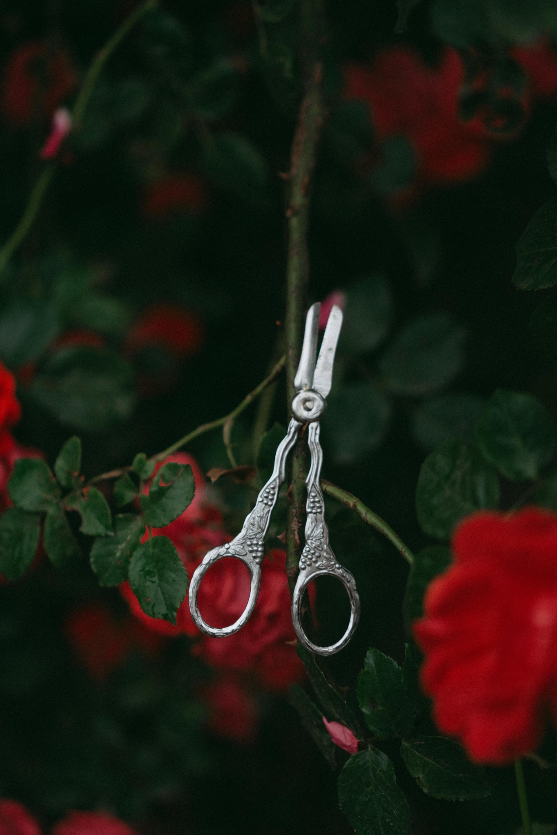 Tijeras retro sobre rosales en un jardín | Fuente: Pexels