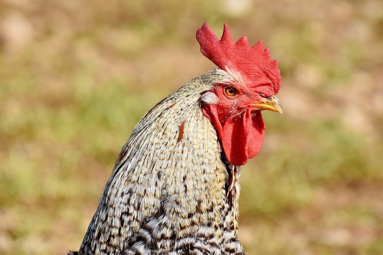 Un gallo en el campo. Fuente: Pixabay.