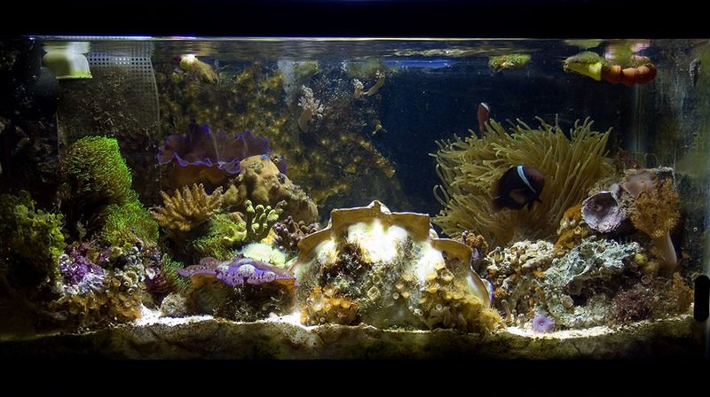 Pecera decorada con corales y algas. | Imagen: Wikipedia