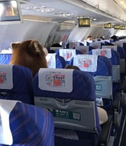 Un gran perro Alaskan Malamute sentado junto a su dueño durante un vuelo de China Southern Airlines. | Foto: YouTube / RT en Español