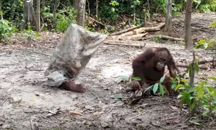 Fuente: YouTube/Save the Orangutan