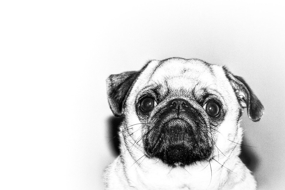 Cachorro triste │ Imagen tomada de: Pixabay