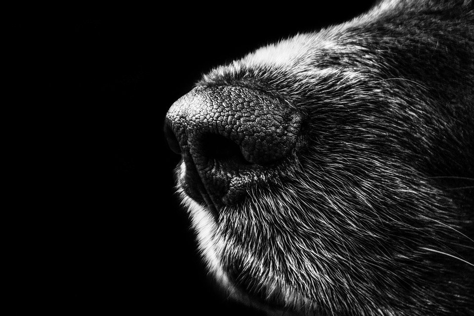 Nariz perro / Imagen tomada de: Pixabay