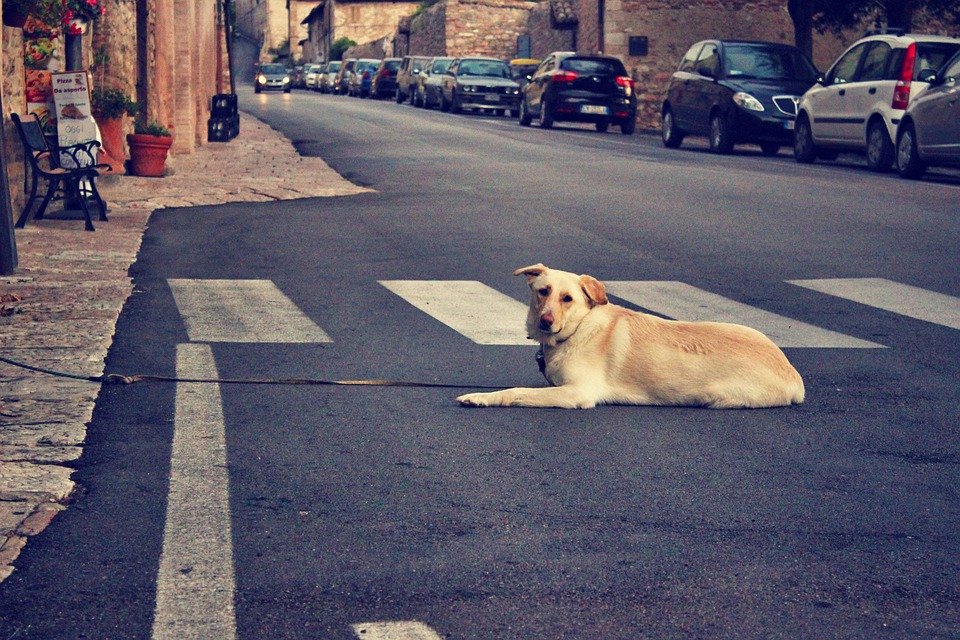 Perro abandonado en la calle │Imagen tomada de: Pixabay