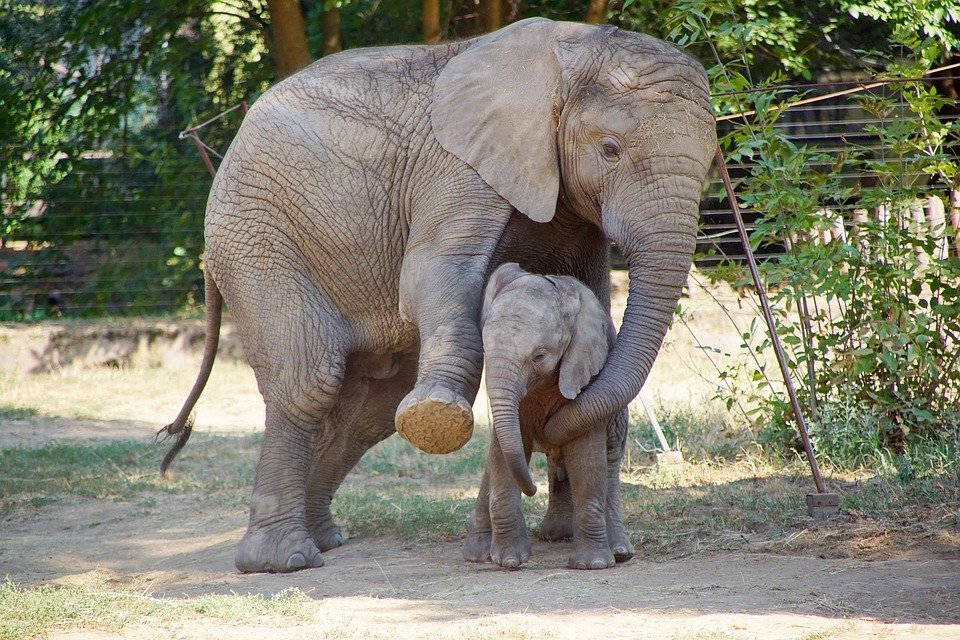 Elefantes| Foto: Pixabay