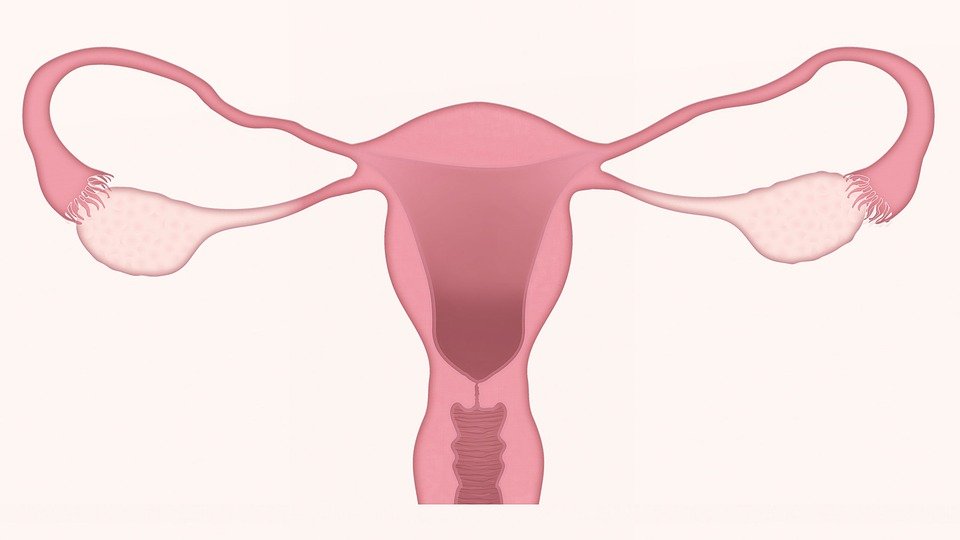 Sistema reproductor femenino sano │Imagen tomada de: Pixabay
