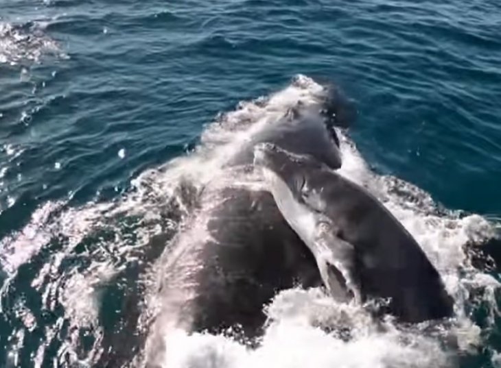 Ballena y su cría fueron salvadas por delfines. | Foto: YouTube/Whale Watch Western Australia 