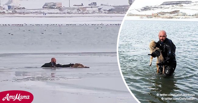 Héroe policía se lanza al lago congelado para salvar a un perrito atrapado en conmovedor video
