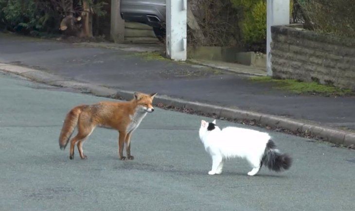 Un gato y un zorro se encuentran en la calle | Foto: YouTube/JR Staffs Richards
