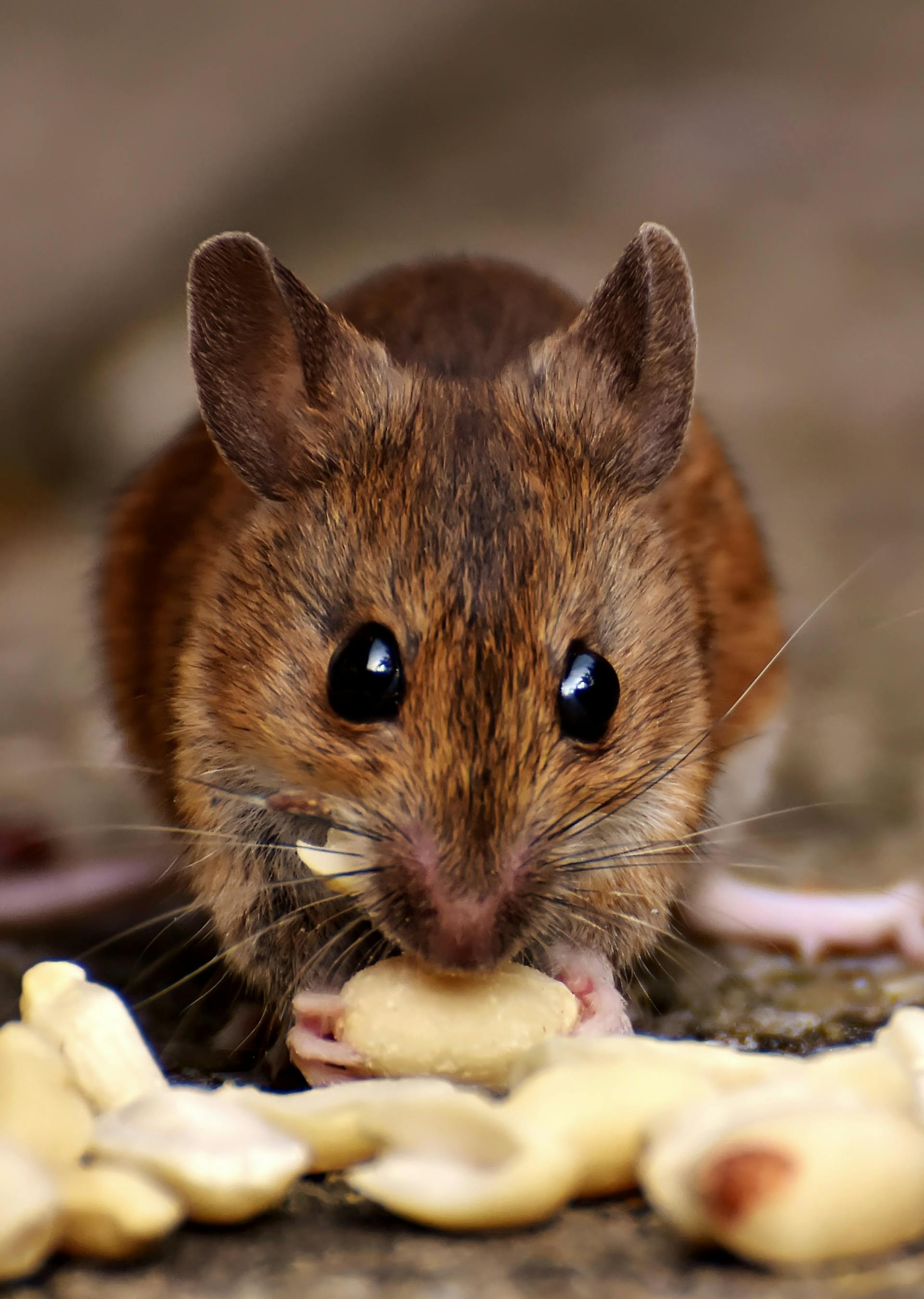 Una rata parda comiendo comida | Fuente: Pexels