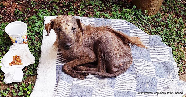 La increíble transformación de un perro desnutrido cuya vida se salvó gracias a una buena mujer