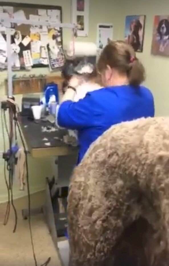 Empleada maltrata a perro en peluquería canina| Foto: YouTube/Facebook/Yahoo News