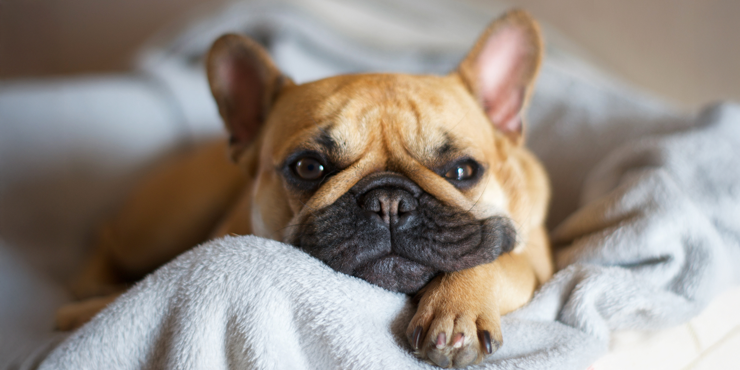 Perro Bulldog Francés | Fuente: Shutterstock