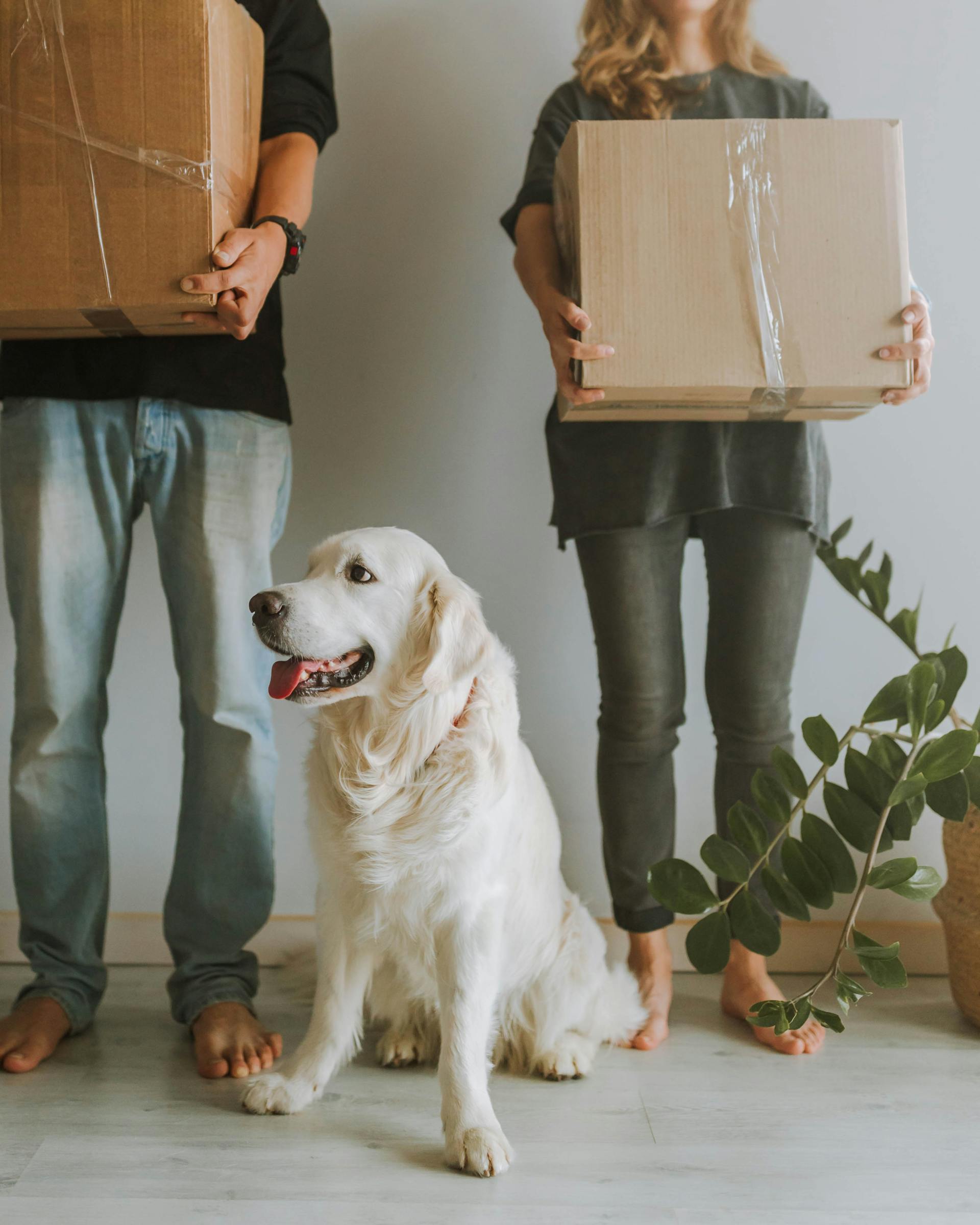 Un perro sentado junto a una pareja que sostiene cajas | Fuente: Pexels