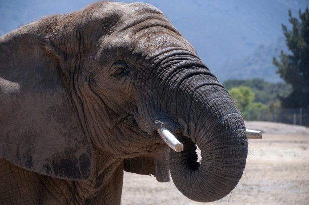 Retrato de elefante. | Imagen: Public Domain Pictures