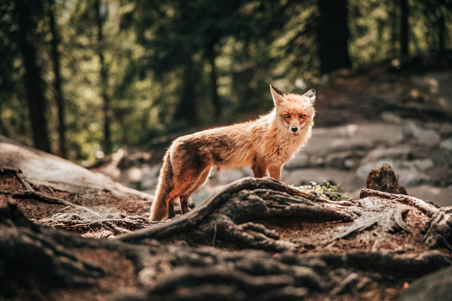 Un zorro en libertad | Fuente: Pexels