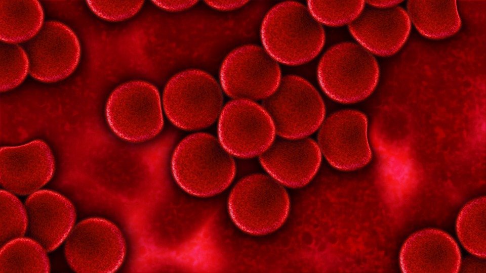 Glóbulos rojos. | Imagen: Pixabay
