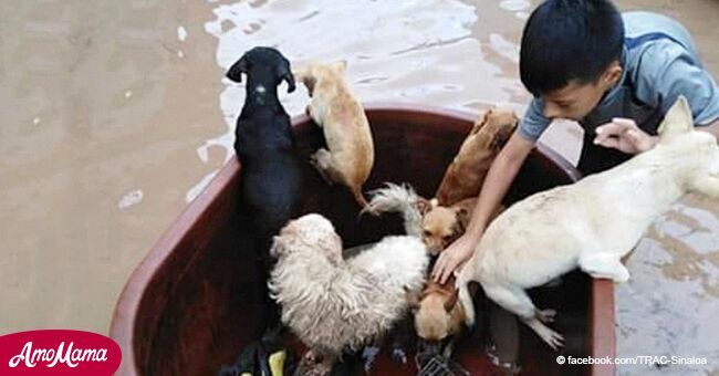 Ven a niño con animales en una cubeta, pero pronto se dan cuenta de que es un pequeño héroe