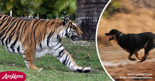 Capturado en video: Perros persiguen a un enorme tigre tratando de evitar que ataque a niños