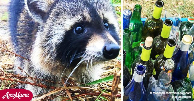 Policía arresta a mapaches borrachos y los dejan presos hasta que están sobrios de nuevo