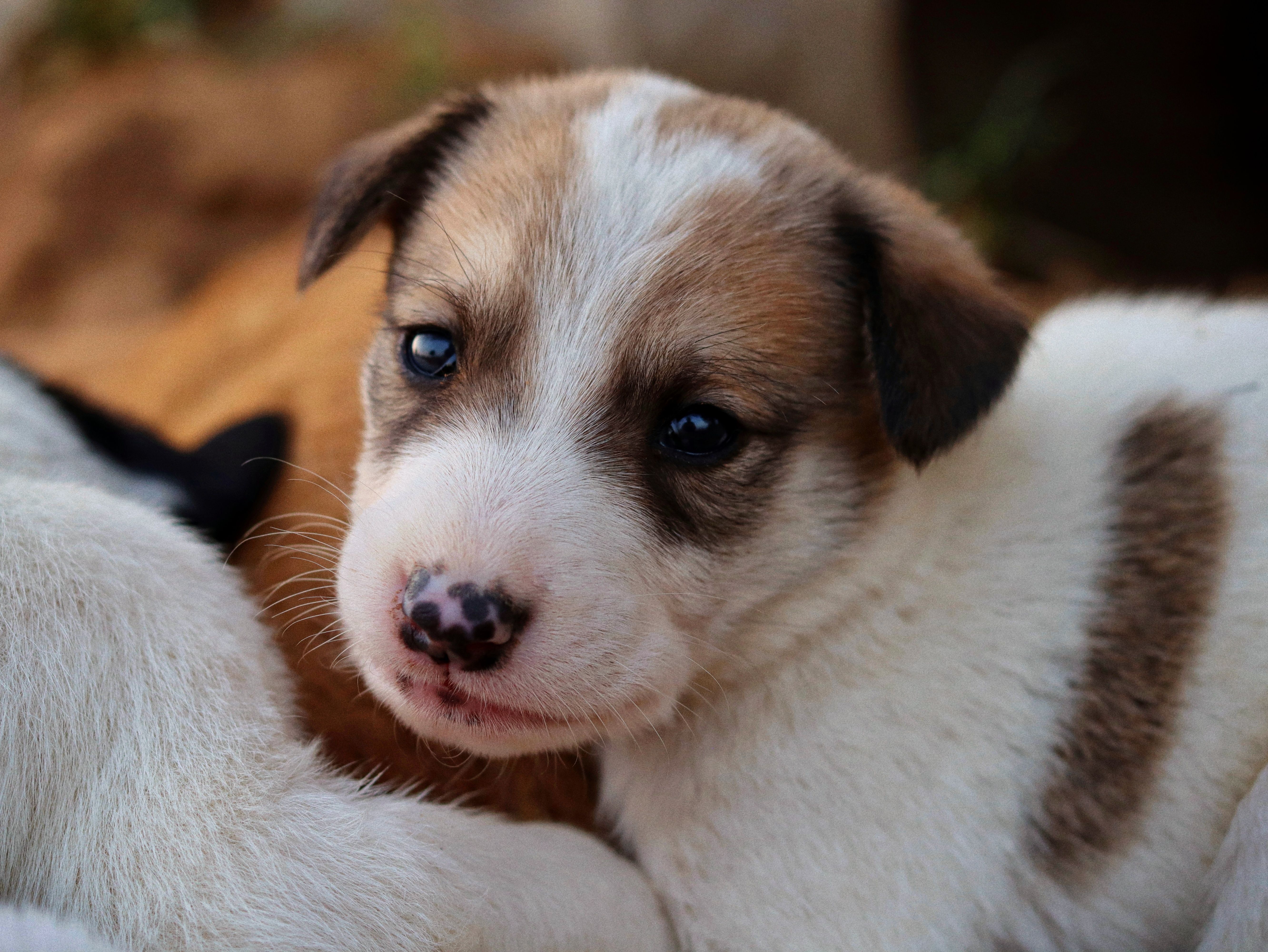Un cucciolo con gli occhi marroni | Fonte: Pexels