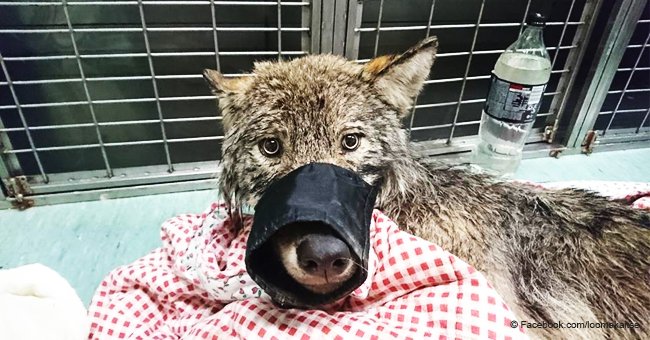 Perro rescatado de un río helado por valientes trabajadores resultó ser un cachorro de lobo