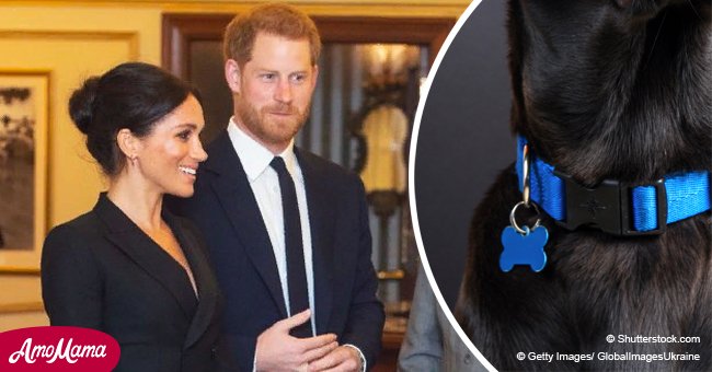 Meghan Markle y el Príncipe Harry eligieron un nombre para su nuevo perro