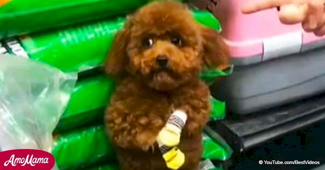 Amo avergüenza a tierno perrito poodle con guantes amarillos y su carita culpable se hizo viral