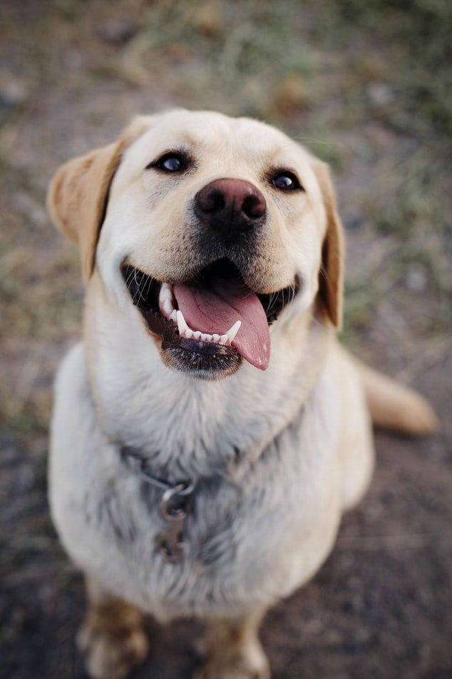 Perro. | Foto: Pexels